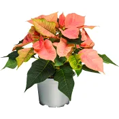 Höststjärna 12cm kruka Höjd 28cm champagne.