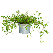 Plättar i Luften 10,5 cm.