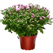 Bollkrysantemum Rosa 15cm.