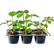 Jordgubbsplantor varierande sorter 6-p Höjd 15cm.