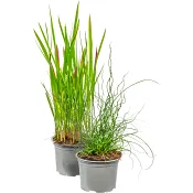 Prydnadsgräs 13 cm.