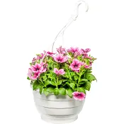 Ampel hängpetunia 27cm.
