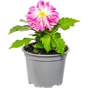 Dahlia 12cm.