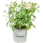 Margerit i kruka 1st vita.