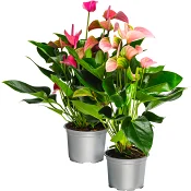 Anthurium 13cm kruka Höjd 40cm varierande färger.