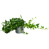 Murgröna rankor 12cm kruka 35cm långa rankor.