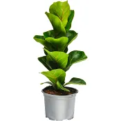 Fiolfikus småbladig 12cm kruka Höjd 30cm.