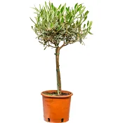 Olivträd på stam 17cm kruka Höjd 60cm.