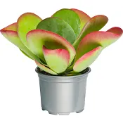Kalanchoe Thyrsiflora.