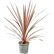 Syddracena 17cm.