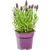 Fjärilslavendel 1-p.