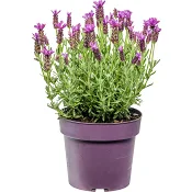 Skärmlavendel 19cm.