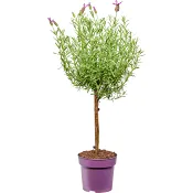 Skärmlav på stam 15cm.