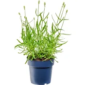 Lavendel vit 15 cm.
