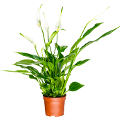 Fredskalla småbladig 9cm kruka Höjd 32cm vit.