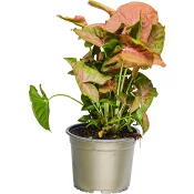 Pilspetsranka 14cm kruka Höjd 25cm rosa blad.