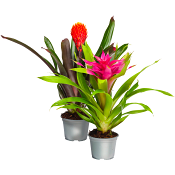 Bromelia 12cm kruka Höjd 45cm varierande färger.
