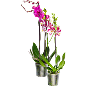 Brudorkidé 2-st 12cm.