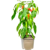 Chiliplanta 14cm.
