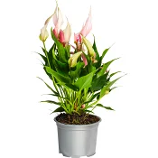 Anthurium lilja 12 cm.