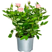 Ros småblommig 10,5cm varierande färger.