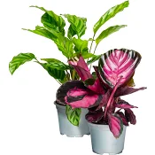 Kalatea 12cm kruka Höjd 25cm.