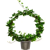 Murgröna på båge 14cm kruka Höjd 50cm.