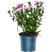 Aster dubbelblommande 11cm kruka Höjd 28cm Rosa.