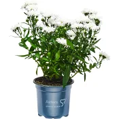 Aster dubbelblommande 11cm kruka Höjd 28cm Vit.