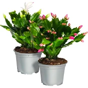 Höstkaktus 12cm kruka Höjd 26cm varierande färger.