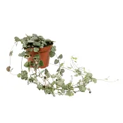 Lyktranka 8cm kruka 15cm långa rankor.