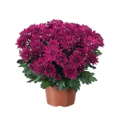 Krysantemum cerise 11,5 cm.