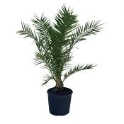 Palm mix 28 cm.