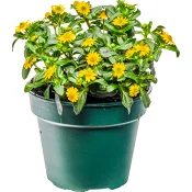 Husarknapp 12cm kruka gul.