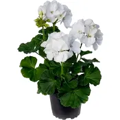 Pelargon zonale vit 12cm.