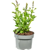 Stäppsalvia ICA 17 cm.