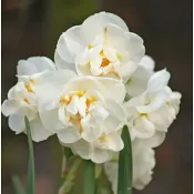 Påsklilja Bridal 13 cm.