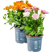 Stjärnöga mix 11,5cm kruka varierande färger.