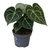 Anthurium mix 12 cm.