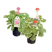 Gammeldagspelargon 12 cm.