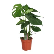 Monstera 17 cm.