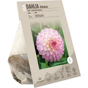 Dahlia Arbatax.