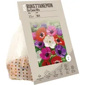 Anemon De Caen mixade färger ICA Garden.