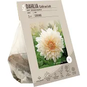 Dahlia Cafe Au Lait Creme 1p.