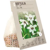 Doftlilja Vit 1-p ICA Garden.