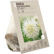 Dahlia crispa Tsuki Yori No Shisha ICA Garden.