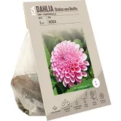 Dahlia pompon Stolze von Berlin ros.