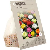 Ranunkel Mix ICA Garden.