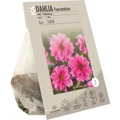 Dahlia Dark Leaf Fascination.