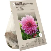 Dahlia Café Au Lait Rose ICA Garden.